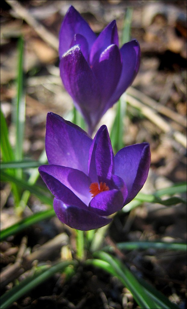 Crocus