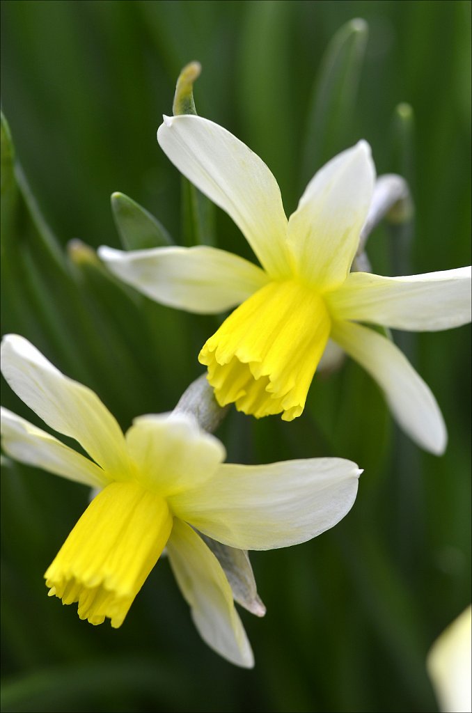 Daffodil 01