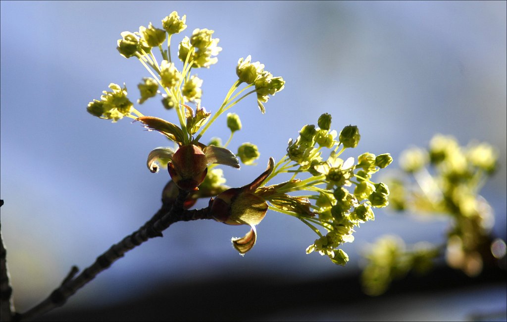 Tree Buds