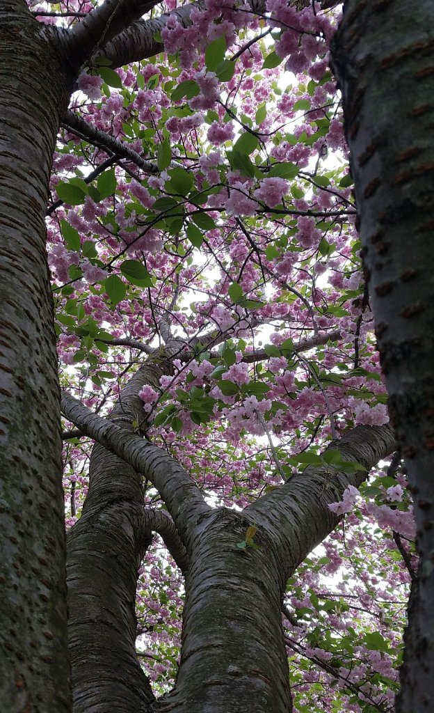 Up the Tree