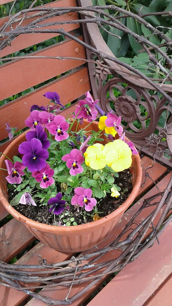 Blooming On A Bench