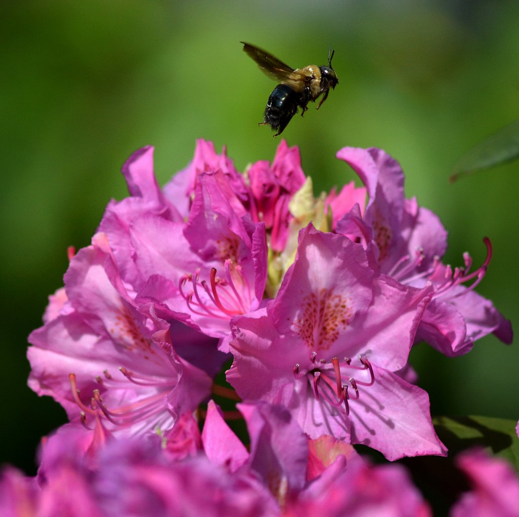 Flight of the Bumble Bee