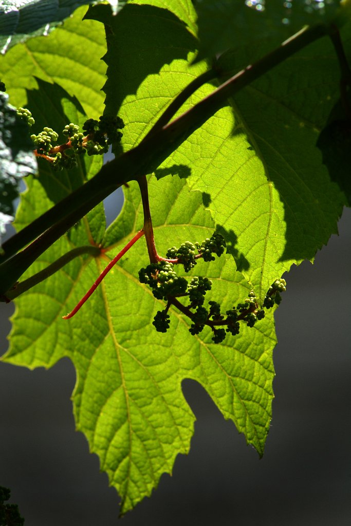 Grapes of Wraith