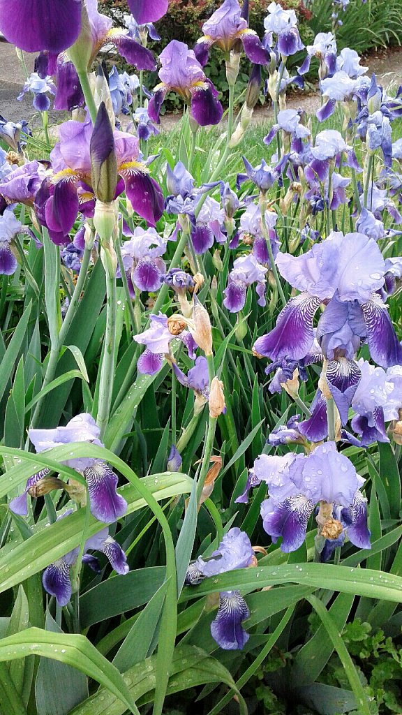 Irises