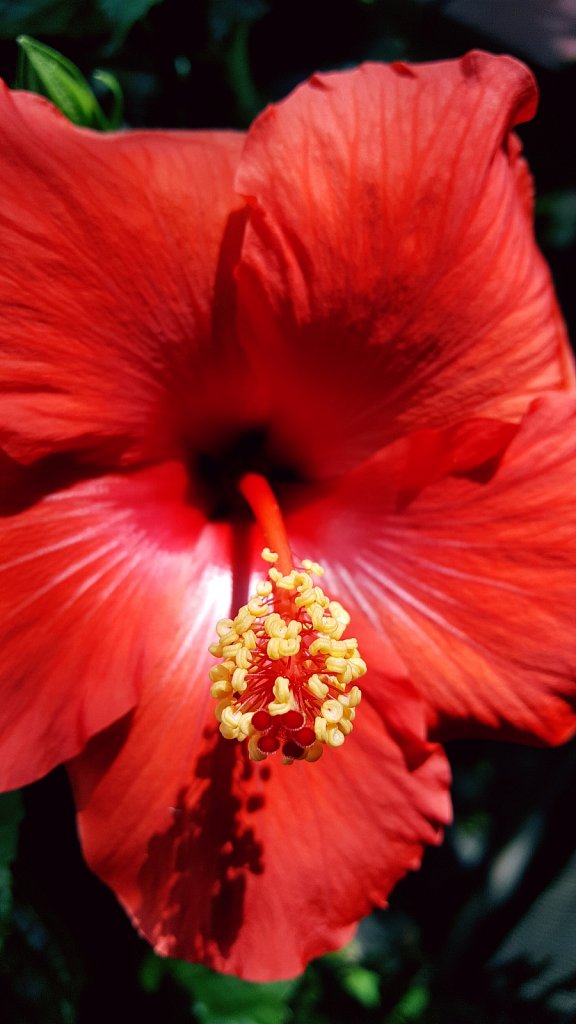 "Bruce, the flower."