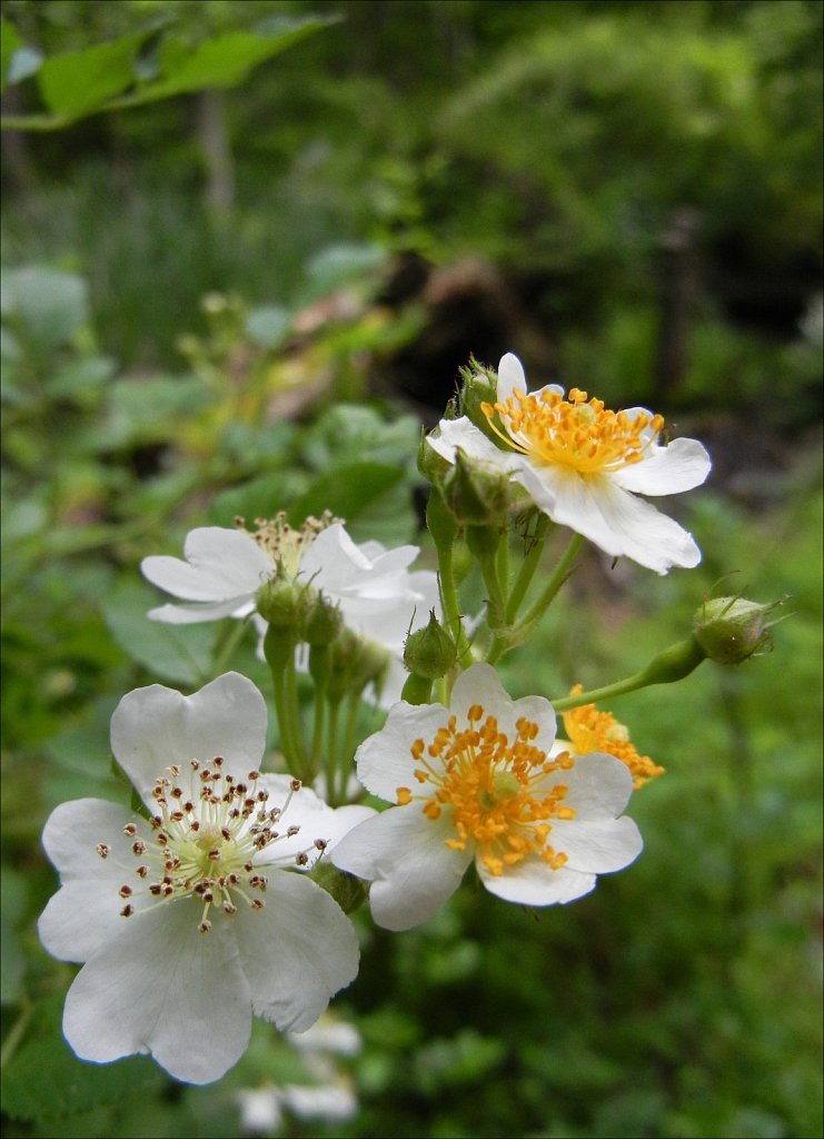 Along the Columbia Trail