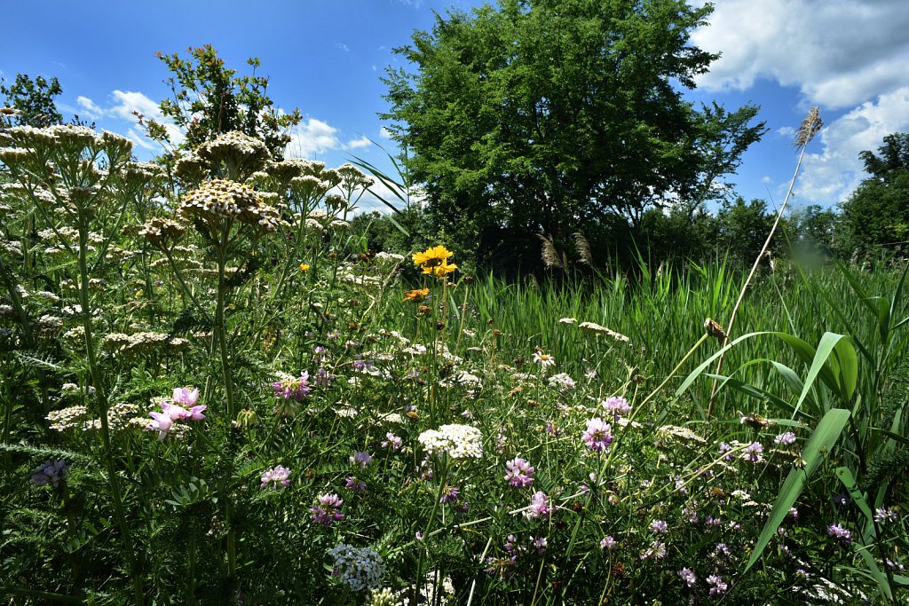 Wild Flowers