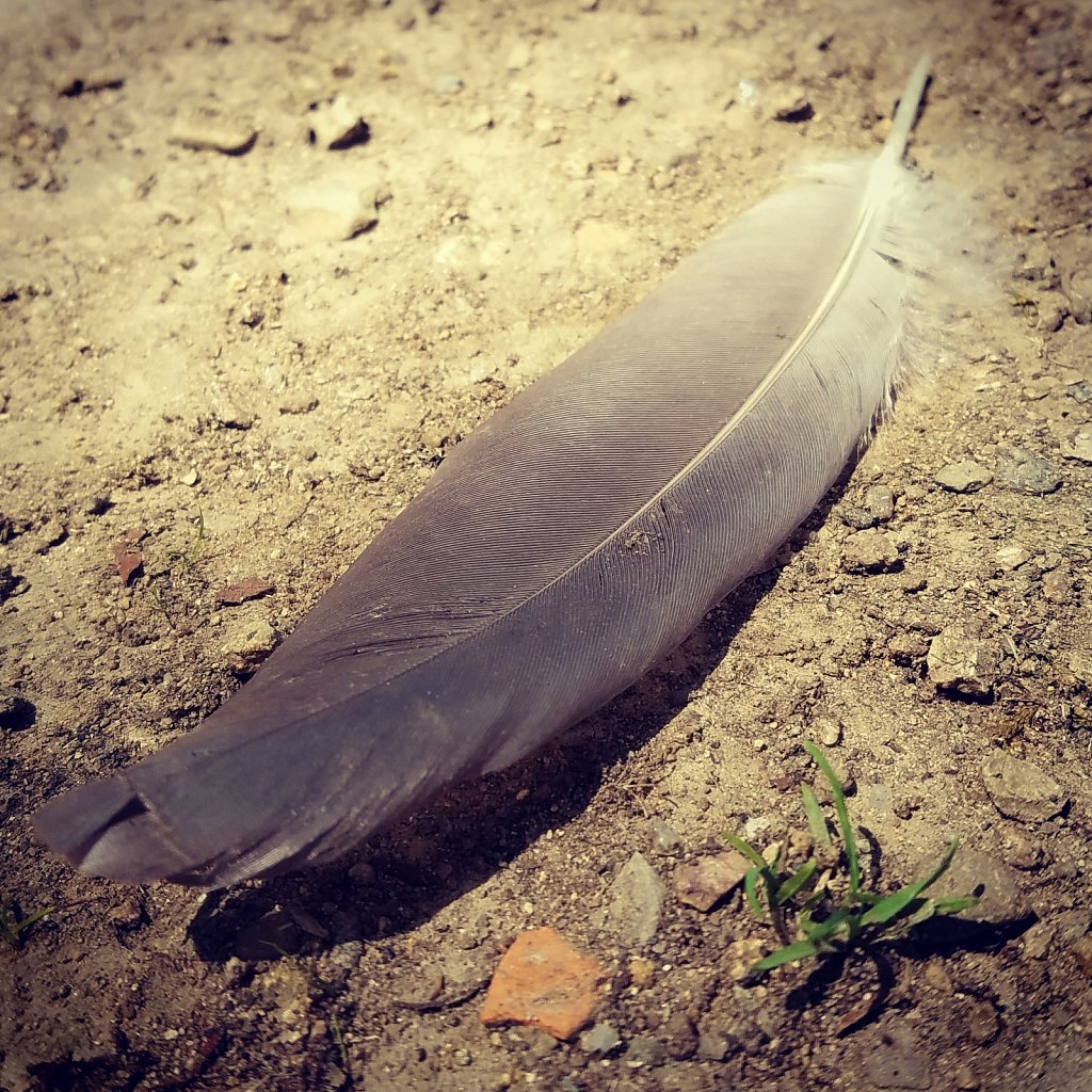 Lone Feather 