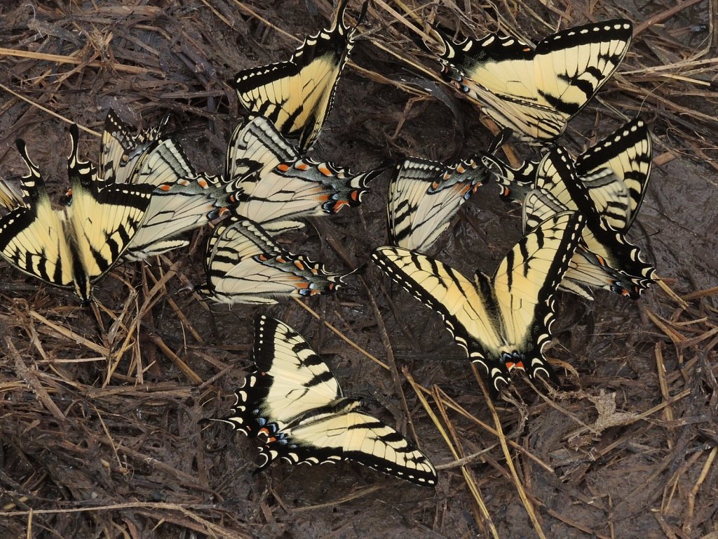 Eastern Tiger Swallowtail