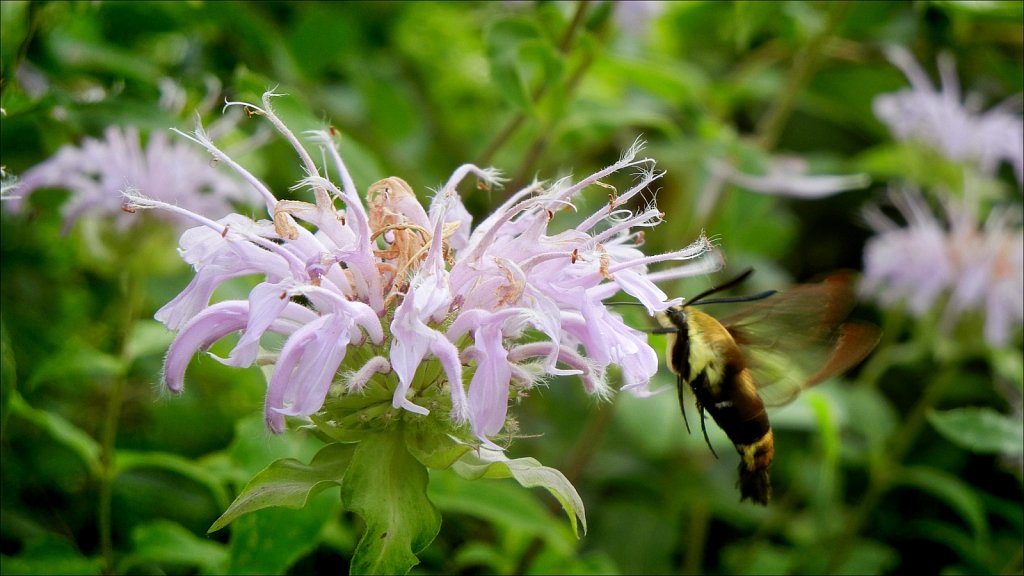 Hummingbird Moth