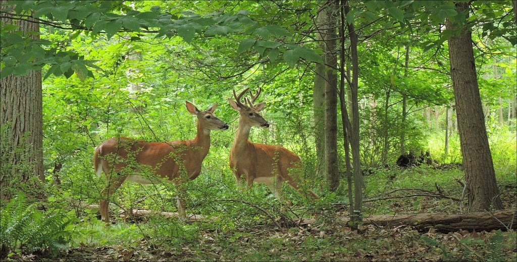 Buck and Doe