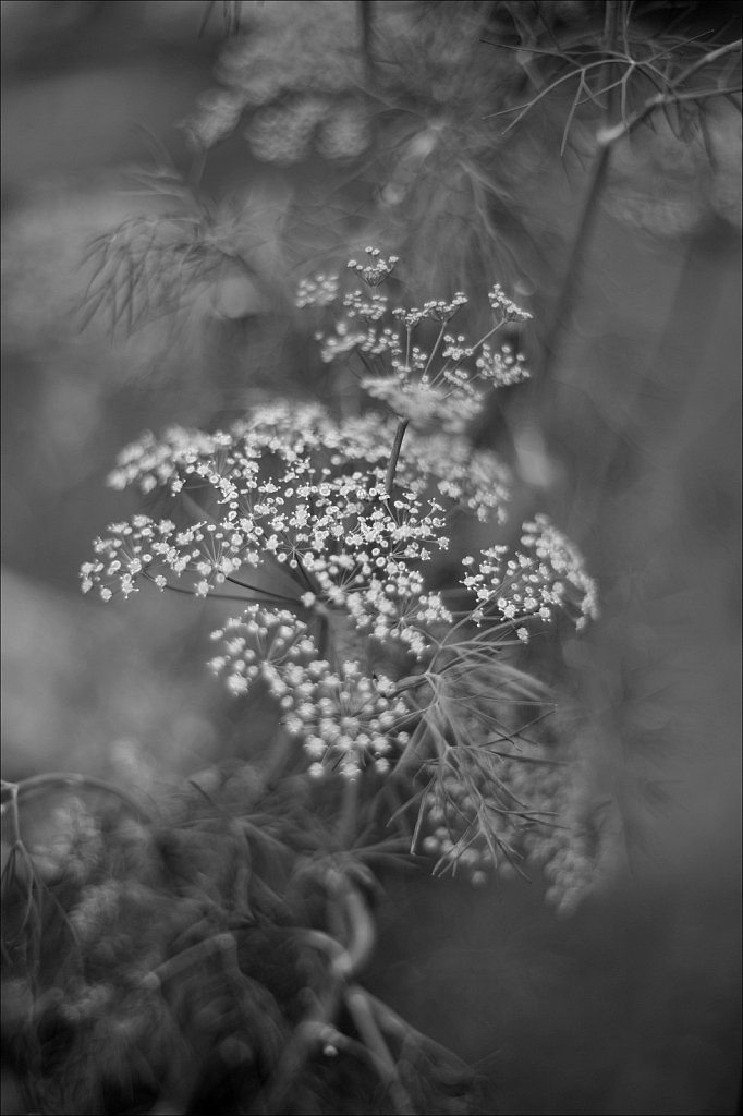 Dill Flowers