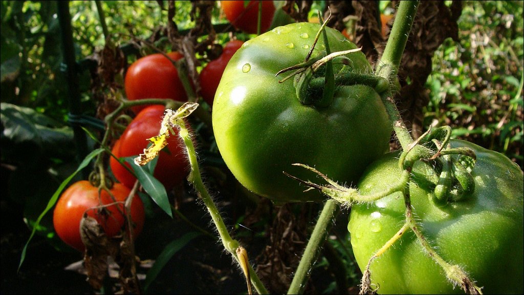 On The Vine