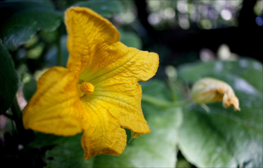 Late Bloom