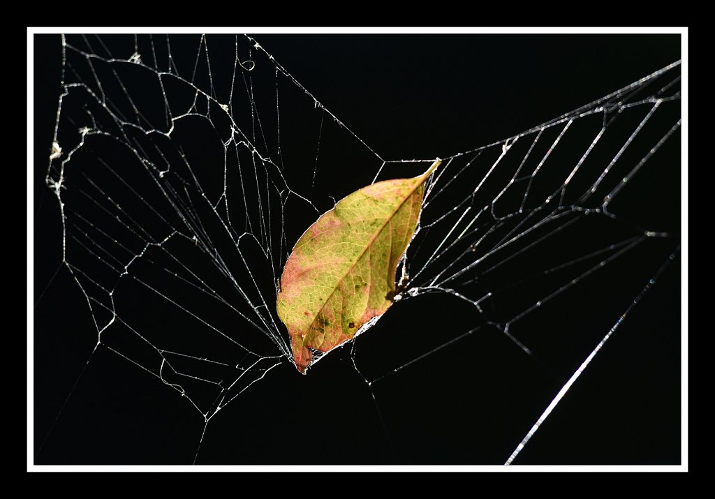 Falling Into the Web