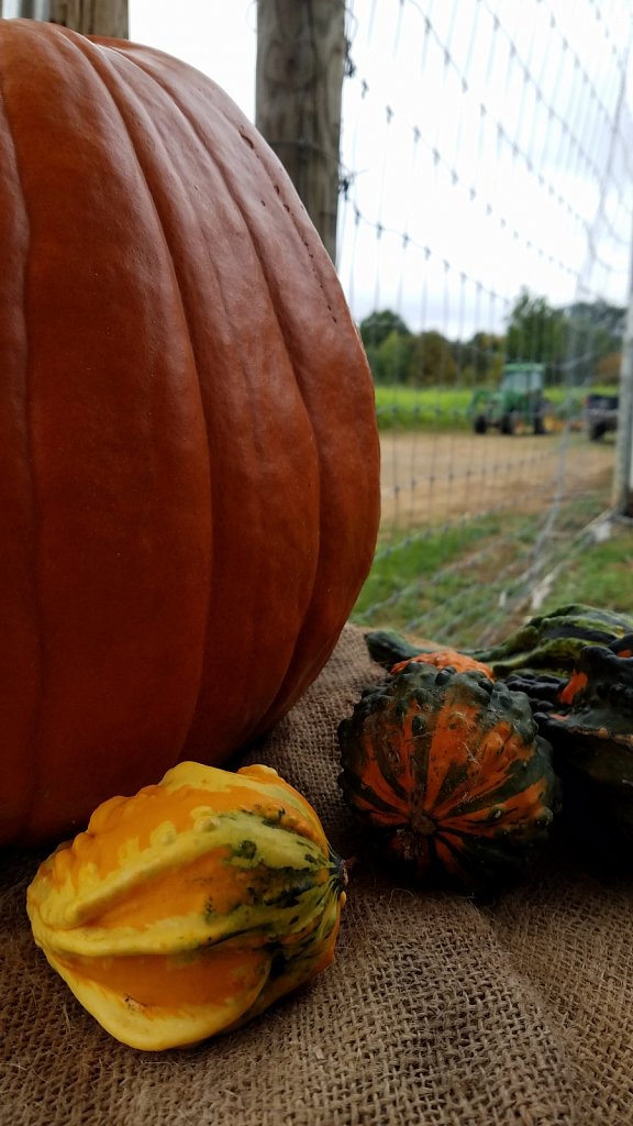 Fall Gourds