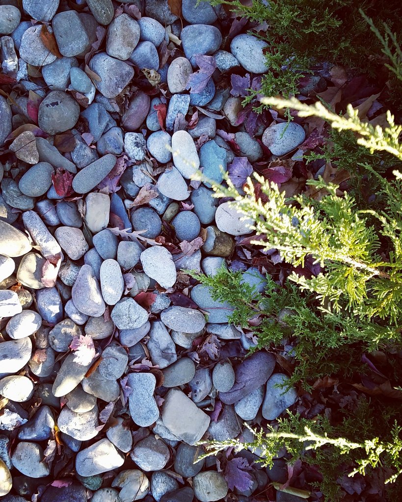 Project 365 + by Cheyenne Gigli