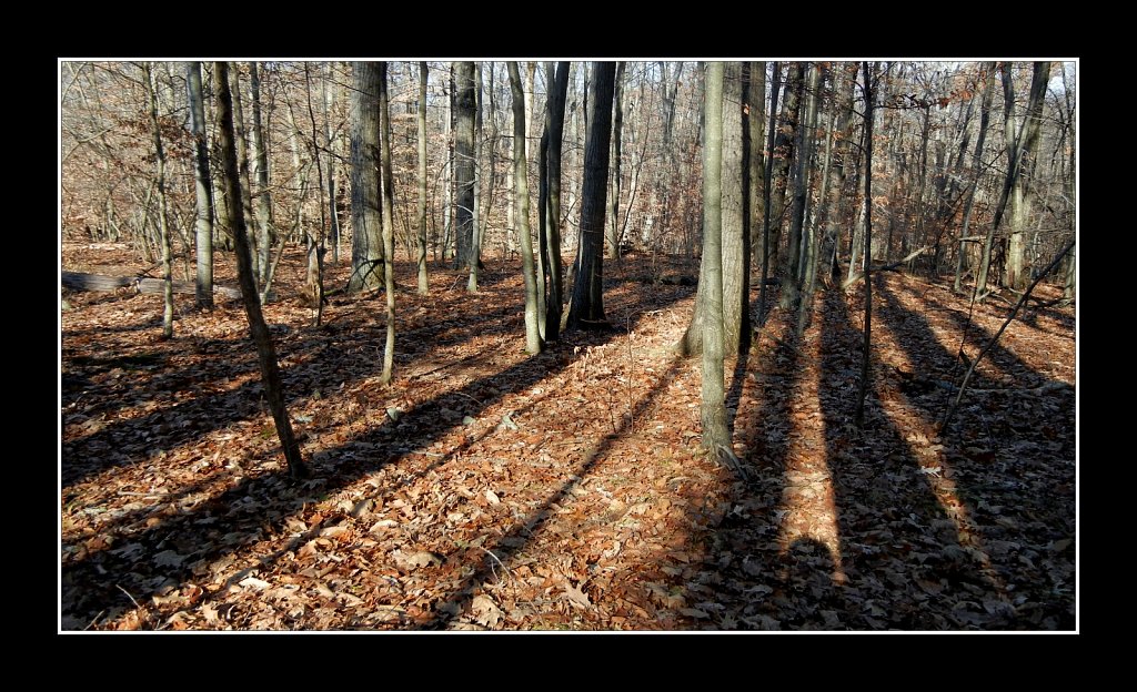 Tree Shadows