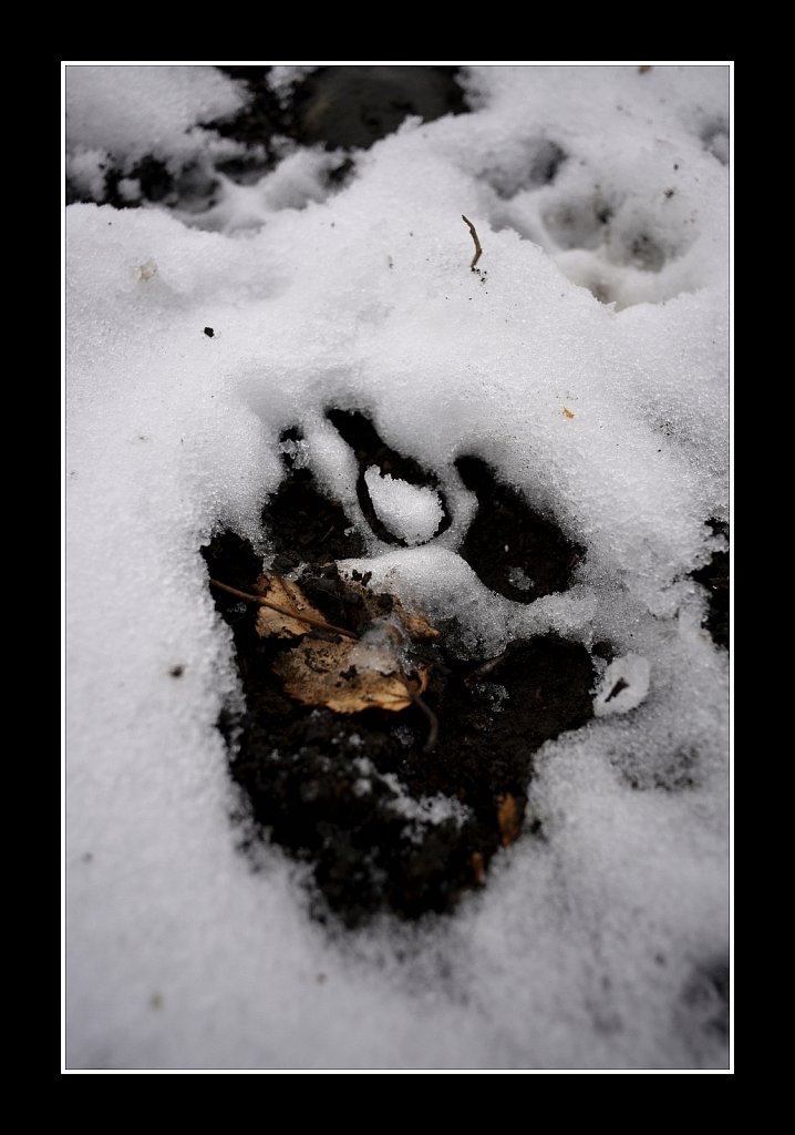 Tracks In Snow