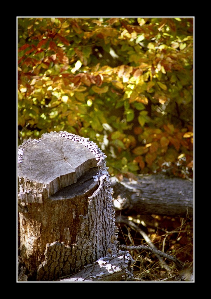 Minolta Maxxum 450si (sold)