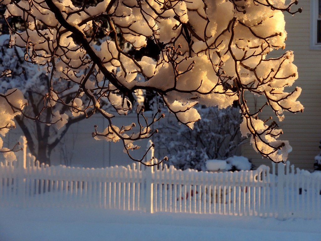 Snow Buds