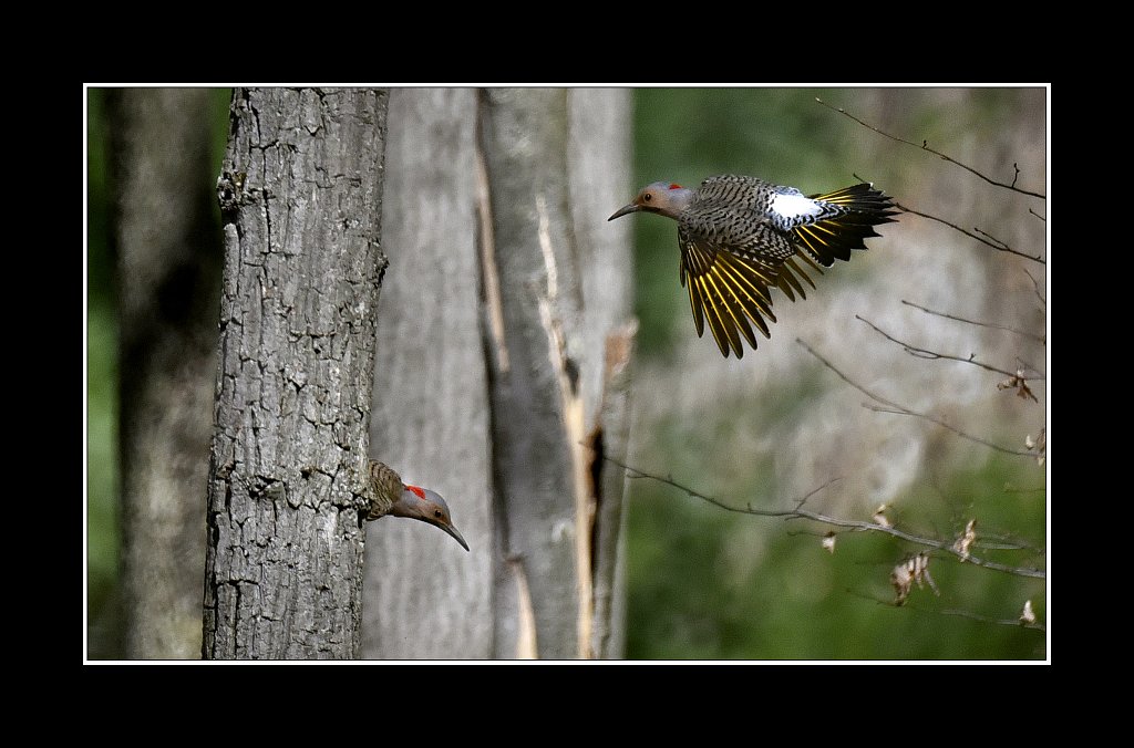 Nothern Flicker  Yellow shafted varient