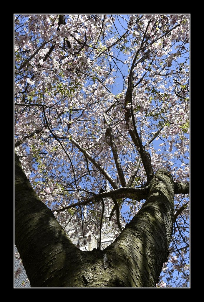 Blossoms at Saint Paul Church