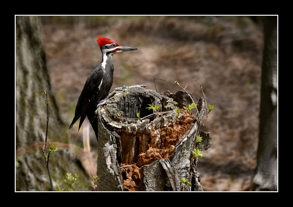 Pileated Woodpecker