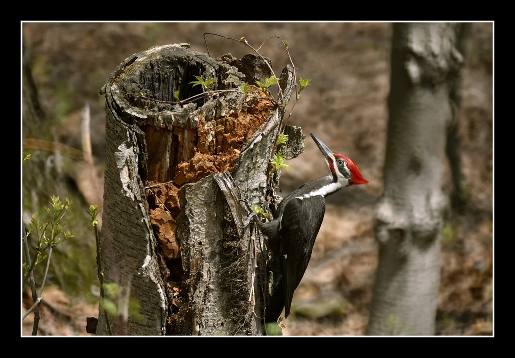 Pileated Woodpecker