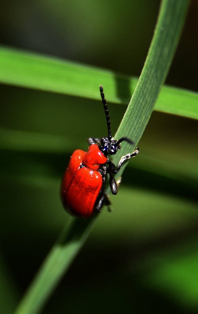 RG3-Red-Lady-Bug-6093.JPG