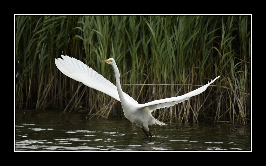 Great Egret