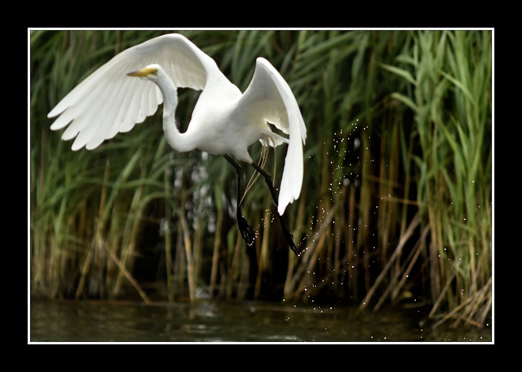 Great Egret