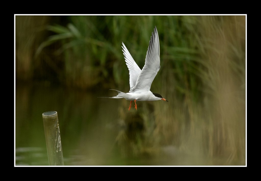 Roseate Tern 