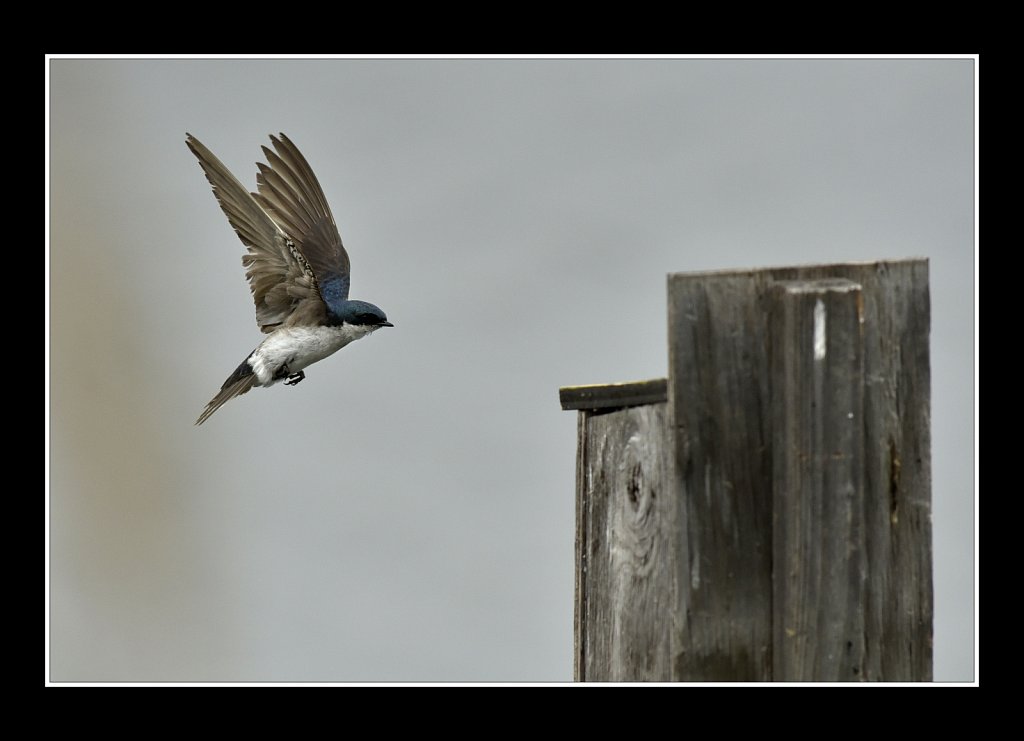 Tree Swallow