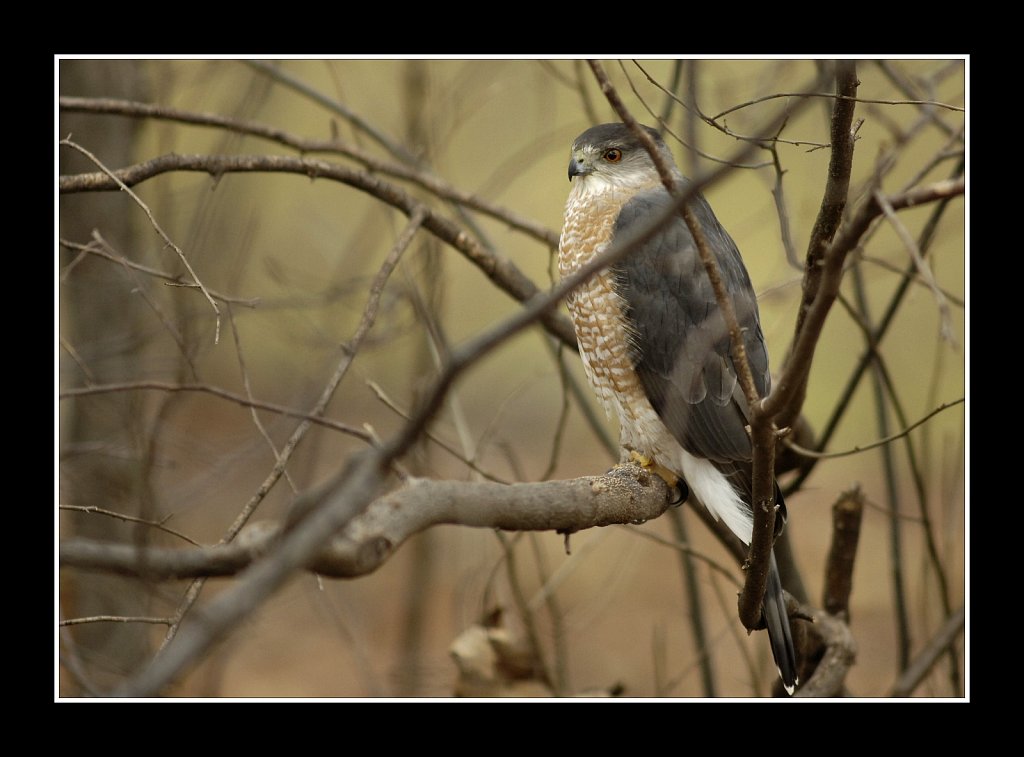 Cooper's Hawk