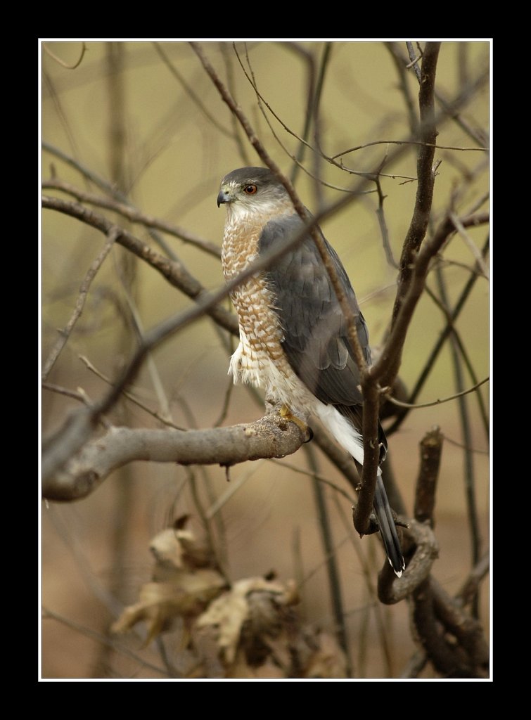 Cooper's Hawk