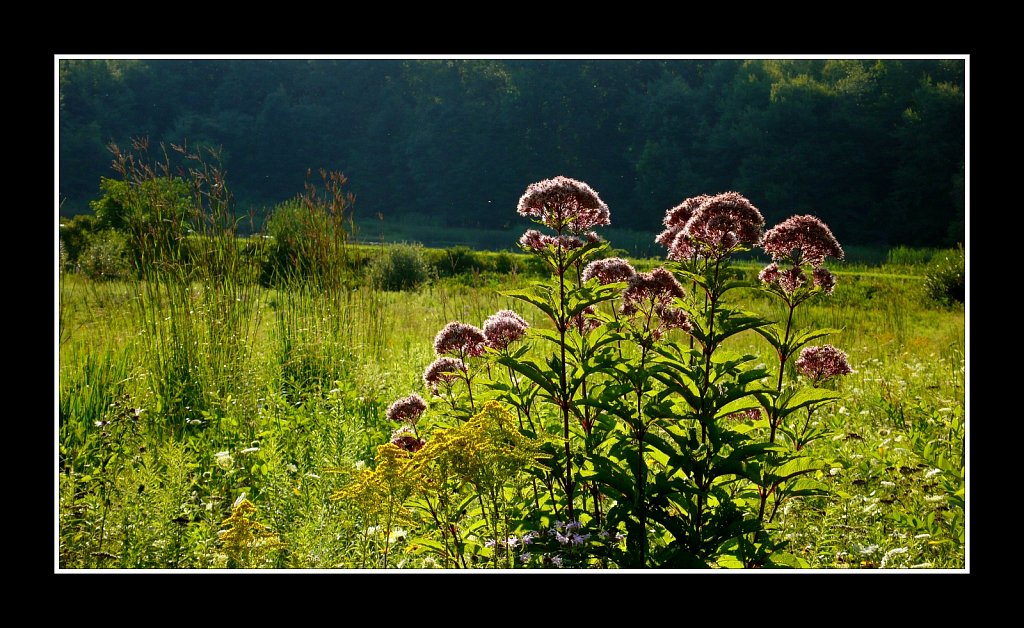 Teetertown Preserve