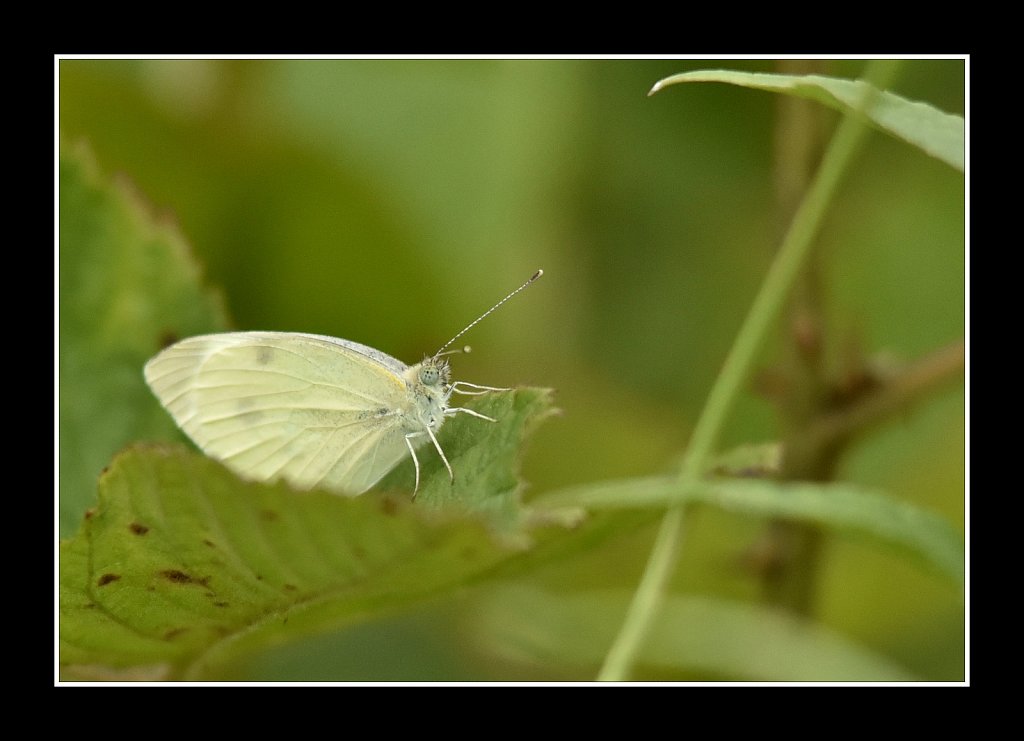 Cabbage White Butterfly