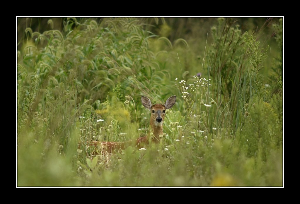 Fawn