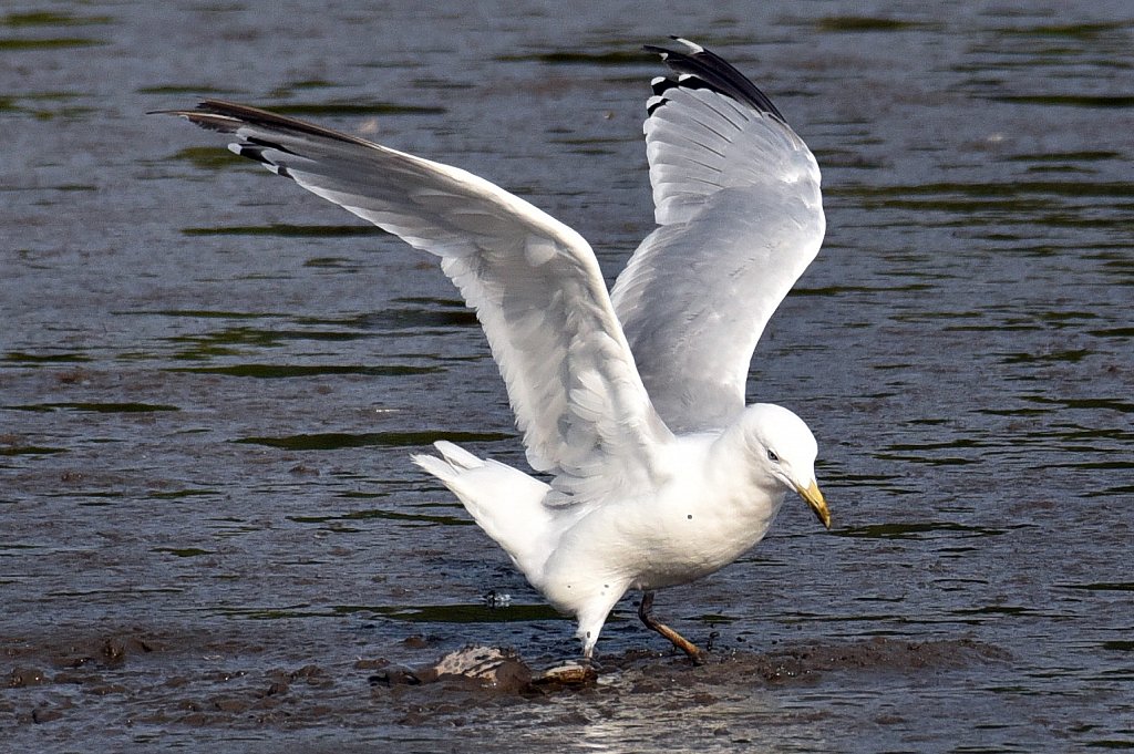 Herring-Gull-8525.JPG