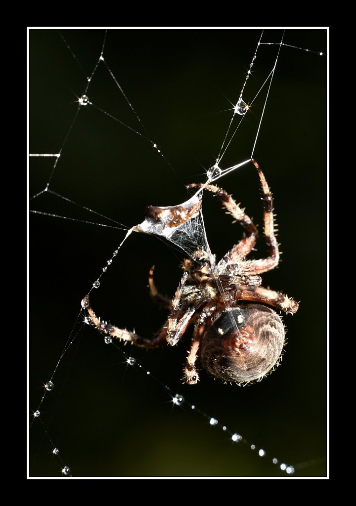 Spider with Prey