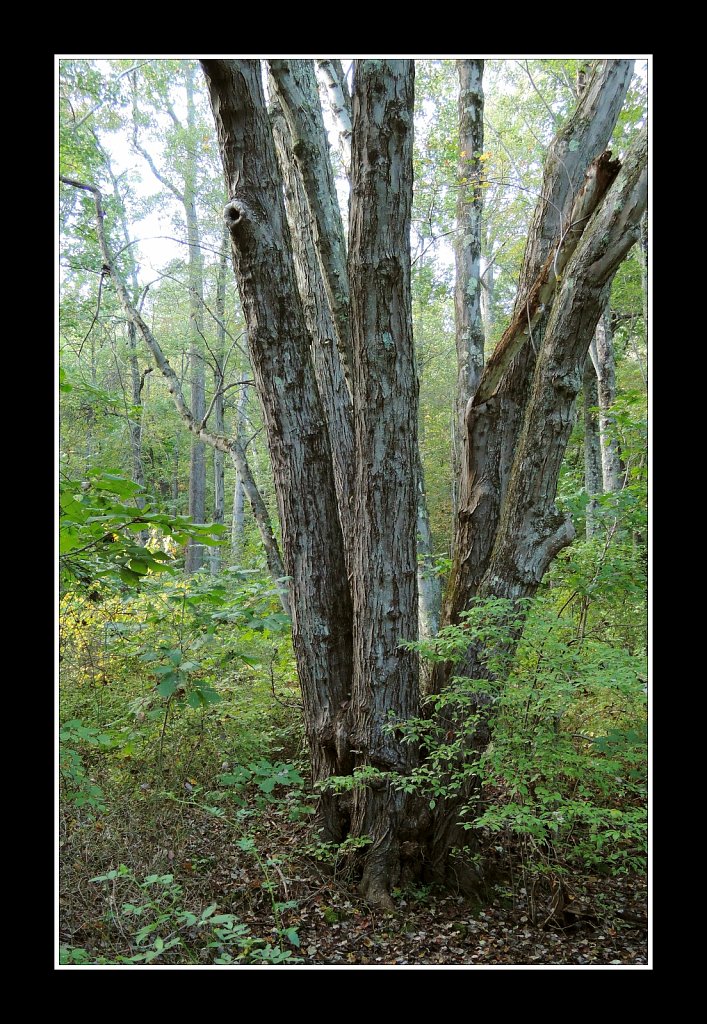 Many Trunks