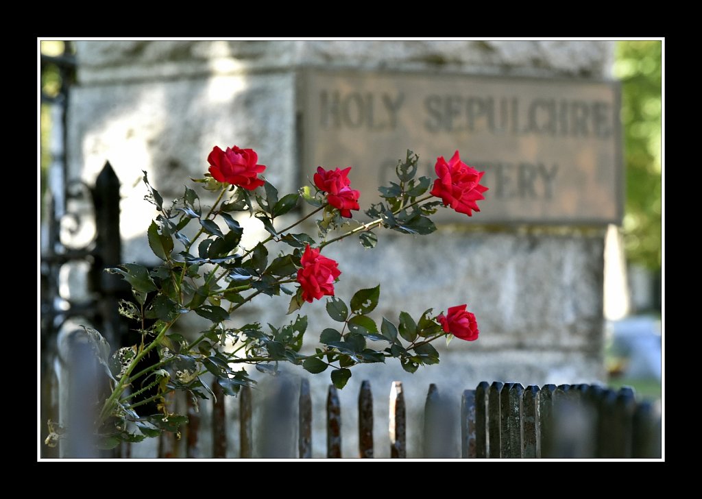 Cemetary Roses