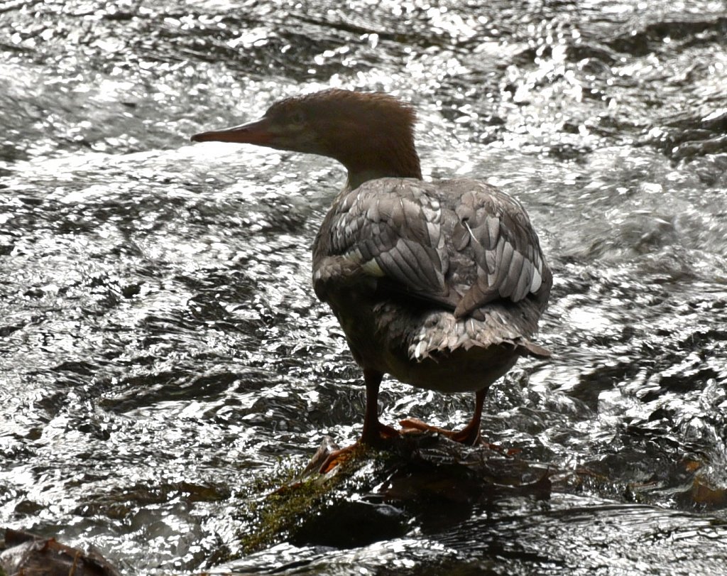 Common-Merganser-1796-copy.jpg