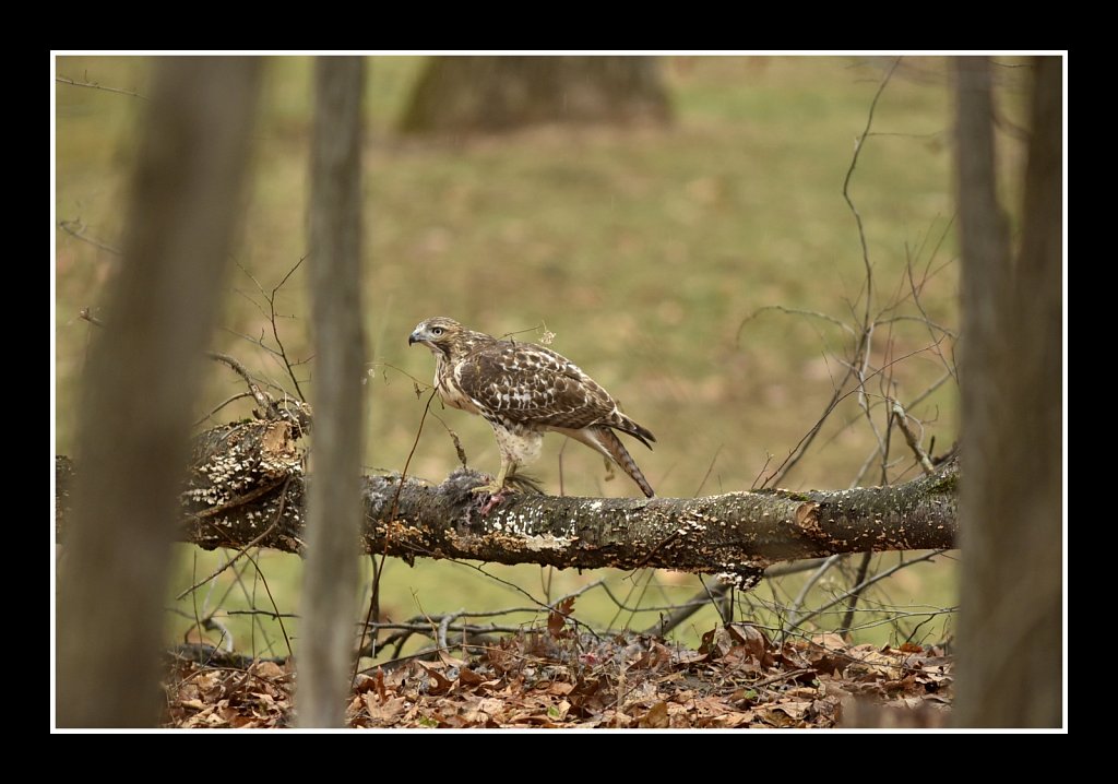 Red Tail Hawk