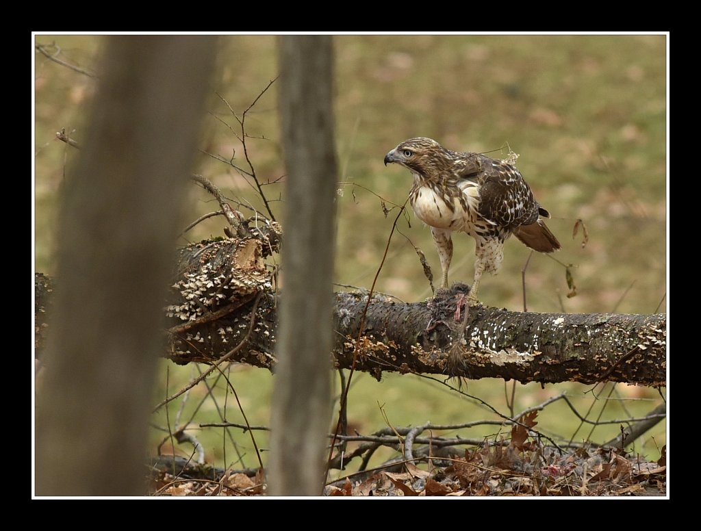 Red Tail Hawk