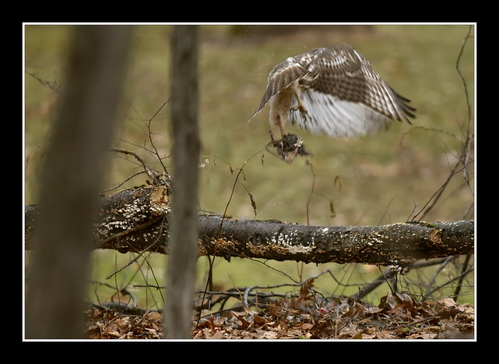 Red Tail Hawk