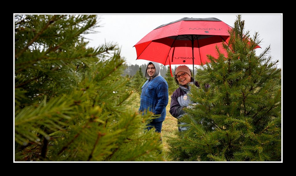 Christmas Tree Hunting