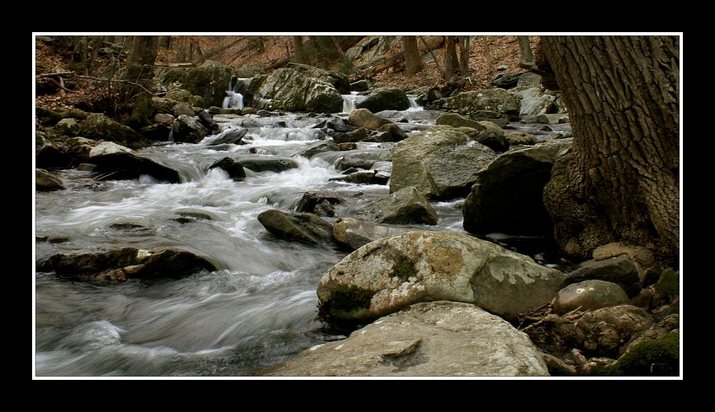 Jackson Brook
