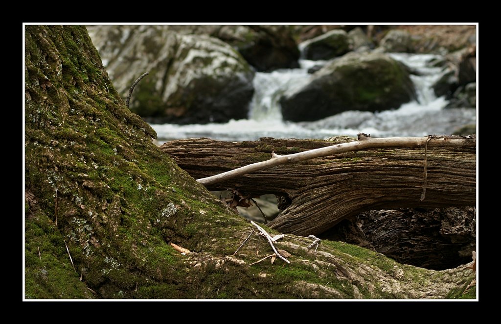 Jackson Brook